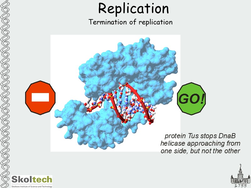 Replication Termination of replication